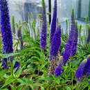 Veronica spicata 'Royal Candles' - Ehrenpreis