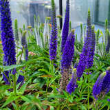 Veronica spicata 'Royal Candles' - Ehrenpreis