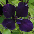 Clematis 'Gipsy Queen': Bild 3/3