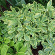 Sedum spectabile 'Elsie's Gold': Bild 7/8