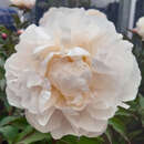 Paeonia lactiflora 'Gardenia' - Pfingstrose