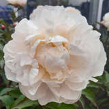 Paeonia lactiflora 'Gardenia' - Pfingstrose