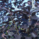 Rotblättrige Traubenkirsche - Prunus virginiana 'Shubert'