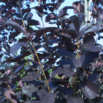 Prunus virginiana 'Shubert'