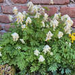 Corydalis ochroleuca: Bild 1/5