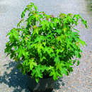 Liquidambar styraciflua 'Gum Ball' - Kugel-Amberbaum