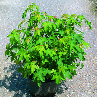 Liquidambar styraciflua 'Gum Ball'
