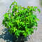 KugelAmberbaum Liquidambar styraciflua 'Gum Ball'