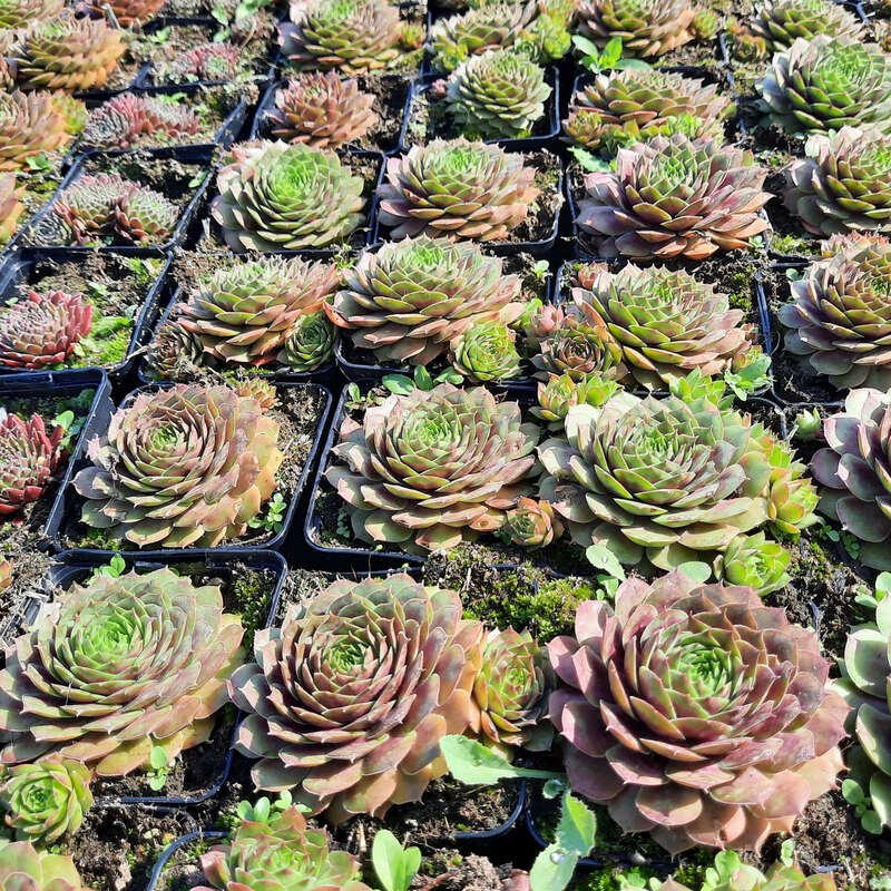 Hauswurz - Sempervivum - rosa