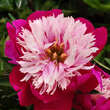 Paeonia lactifl. 'White Cap': Bild 3/7