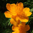 Trollius 'Lemon Queen': Bild 2/3