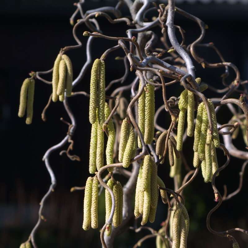 Korkenzieherhasel Corylus avellana 