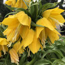 Fritillaria imperialis 'Lutea' - Kaiserkrone
