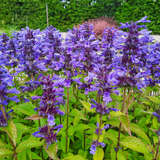 Nepeta nervosa 'Neptun' - Katzenminze