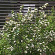Aronia prunifolia 'Viking': Bild 4/4