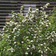 Aronia prunifolia 'Viking': Bild 4/4