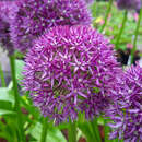 Allium 'Globemaster' - Riesenlauch