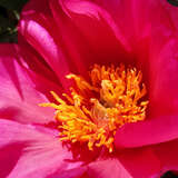 Paeonia Intersec. 'Magical Mystery Tour' - Pfingstrose Intersectional-Hybride