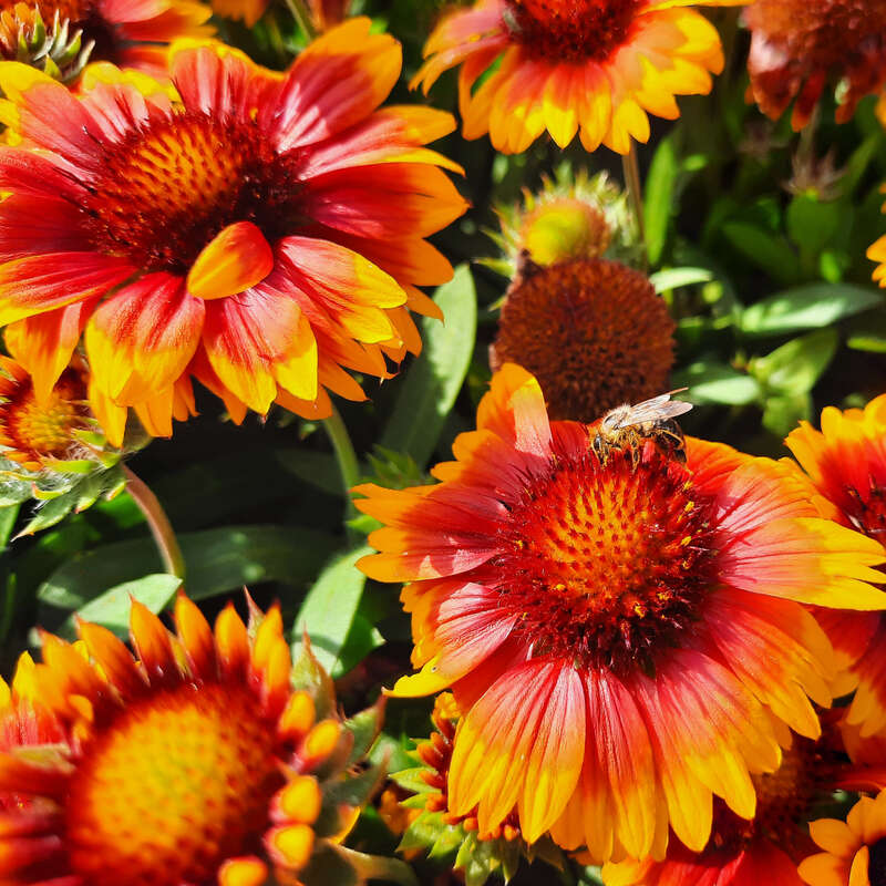 Gaillardia arizona outlet
