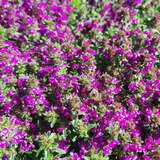 Thymus praecox 'Red Carpet' - Feldthymian