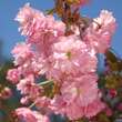 Prunus serrulata 'Pink Perfektion': Bild 1/2
