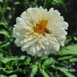 Leucanthemum 'Victorian Secret': Bild 1/1