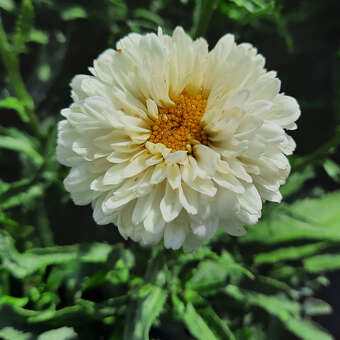 Leucanthemum 'Victorian Secret'