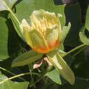 Liriodendron tulipifera - Tulpenbaum