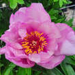 Paeonia Itoh-Hybr. 'First Arrival': Bild 2/2
