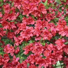 Kleinblumige Azalee - Azalea Japan Hybride - rot - rot