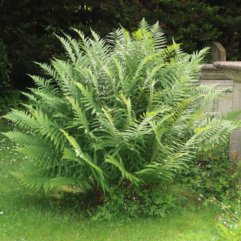 Heimischer Wurmfarn - Dryopteris filix-mas