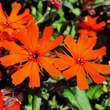Lychnis arkwrightii 'Vesuvius': Bild 2/5