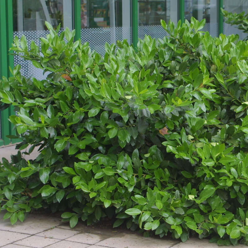 Kirschlorbeer - Prunus laurocerasus 'Mari'