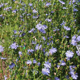 Cichorium intybus - Wegwarte