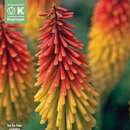 Kniphofia uvaria syn. Tritoma - Fackellilie