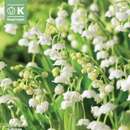Convallaria majalis - Maiglöckchen