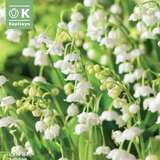 Convallaria majalis - Maiglöckchen
