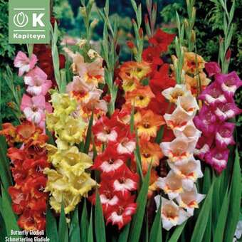 Gladiolus Hybr.