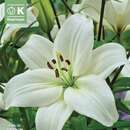 Lilium Asia.Hybr.Navona - Lilie