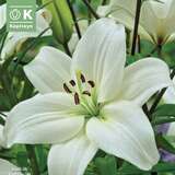 Lilium Asia.Hybr.Navona - Lilie