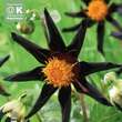 Dahlia Hybr.Verrone's Obsidian: Bild 1/1
