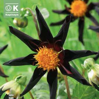 Dahlia Hybr.Verrone's Obsidian