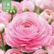 Ranunculus aviv Pink: Bild 1/1