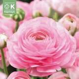 Ranunculus aviv Pink - Ranunculus