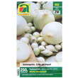 Allium cepa White Snowball: Bild 1/1