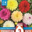 Dahlia Hybride Schmuck - Schmuck Dahlie Mischung
