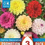 Dahlia Hybride Schmuck - Schmuck Dahlie Mischung