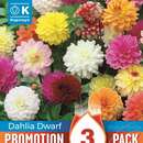 Dahlia Hybride Rabatten - Schmuck Rabatten Dahlie Mischung