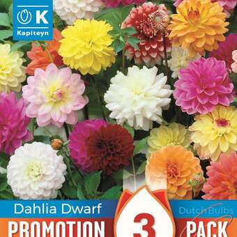 Dahlia Hybride Rabatten