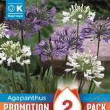 Agapanthus Blue and White - Schmucklilie